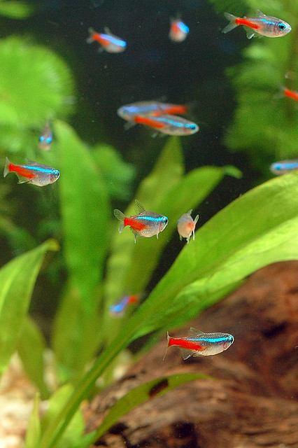 Image result for Neon tetra