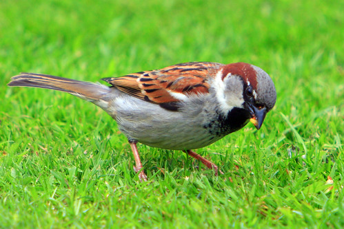 sparrow | these are quite a rare sight nowadays, shame reall… | Flickr
