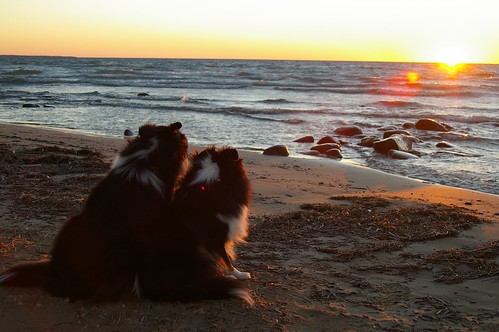 sunset lighthouse beach dogs sunrise island cottage southampton rhys brynn chantryisland