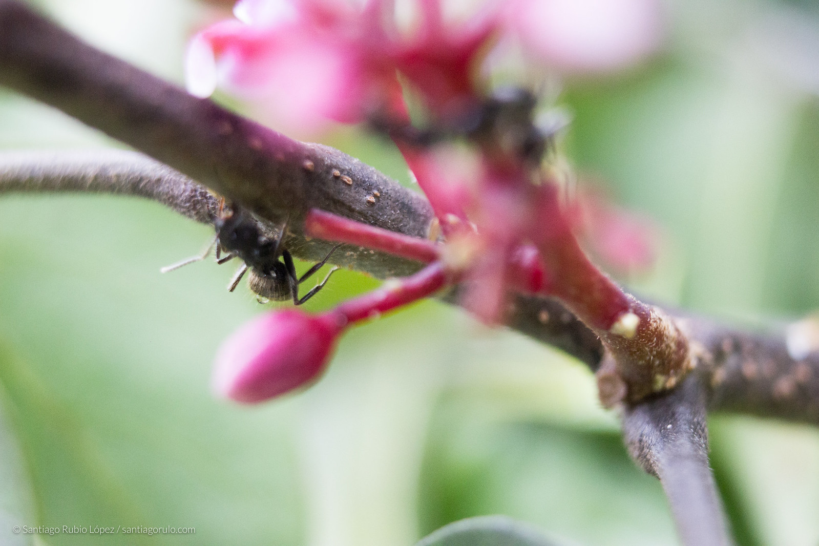Flor y hormiga