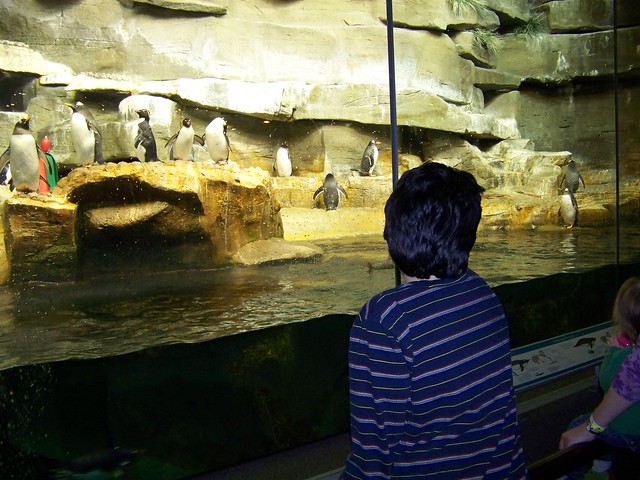 Chris with Penguins at the Shedd Aquarium