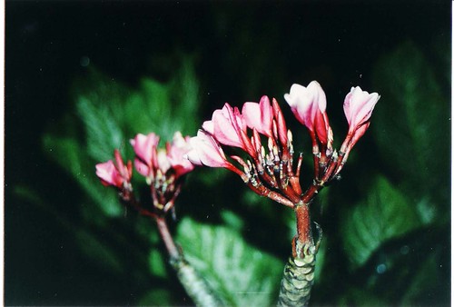 bunga | by matakucing