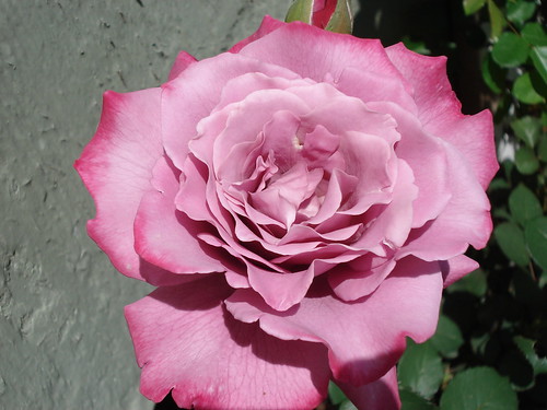 'Angel Face' rose | This rose is so pretty and has a beautif ...
