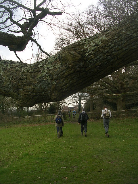 Nearing Burwash Nice branch... a shame those walkers had to get in the shot.... Stonegate to Robertsbridge