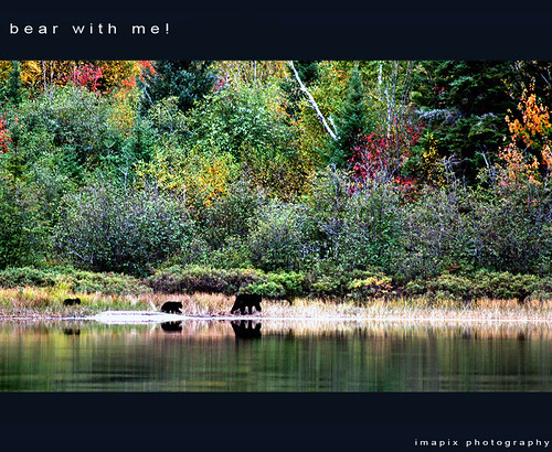 B e a r | by Imapix