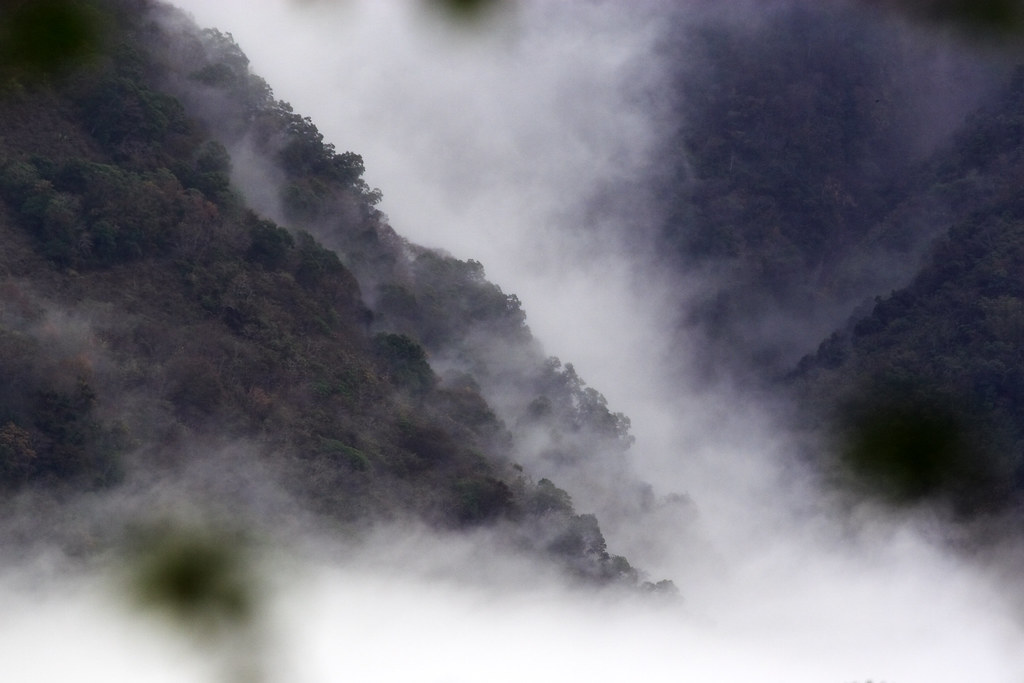 新中橫 雲海