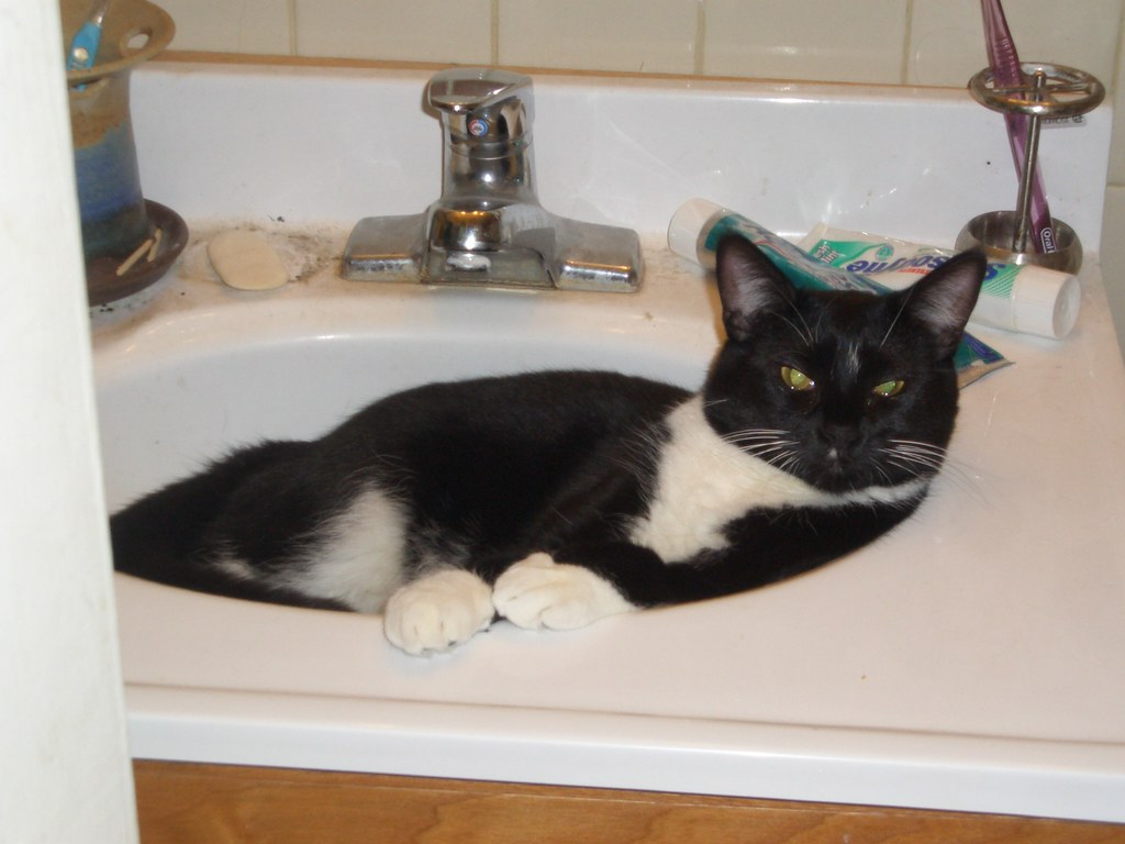 sink pillow Why do cats love sinks so much?? This may be o… Flickr