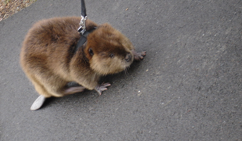 Bushy Beaver a Walkin.