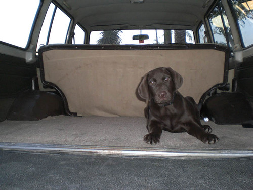 Guinness in the 1985 Land Cruiser | by NAT87