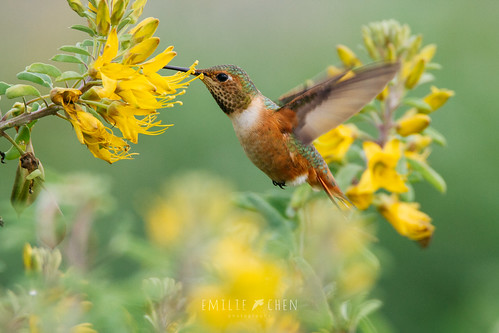 Allen's Hummingbird (Selasphorus sasin) | by emiliechenphotography