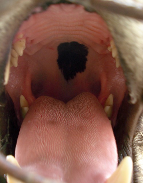 A Tiger's Tonsils