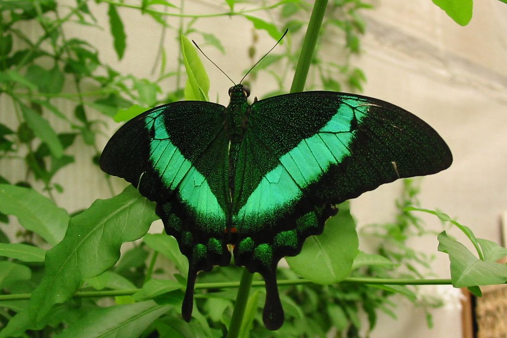 Зеленая бабочка. Черно зеленая бабочка. Butterfly Грин. Бабочка салатового цвета. Включи где бабочки