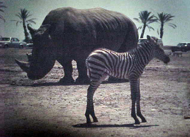 Baby Zebra