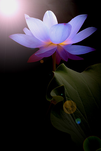 Lotus Flower Blue - IMGP3461 | Blue Lotus Flower: Photoshop … | Flickr