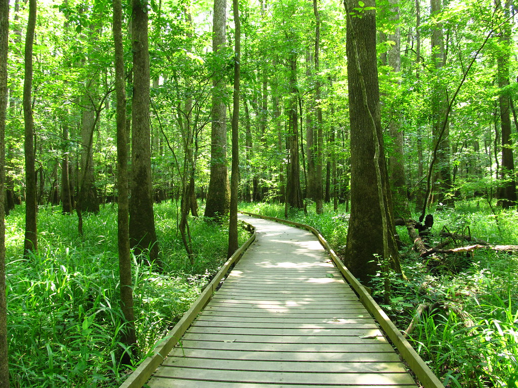 Lower Boardwalk Trail, Congaree National Park (5)