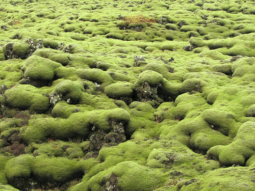 green field geotagged lava is iceland moss soft pillow round ísland canons3 lýðveldiðísland