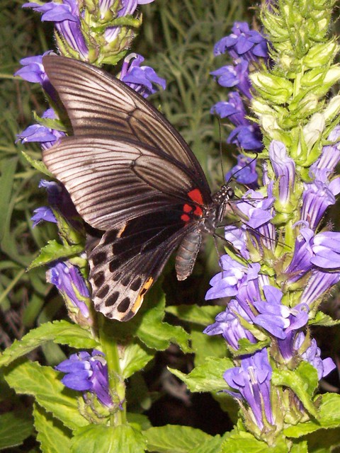 Óriás fecskefarkú pillangó - Great mormon