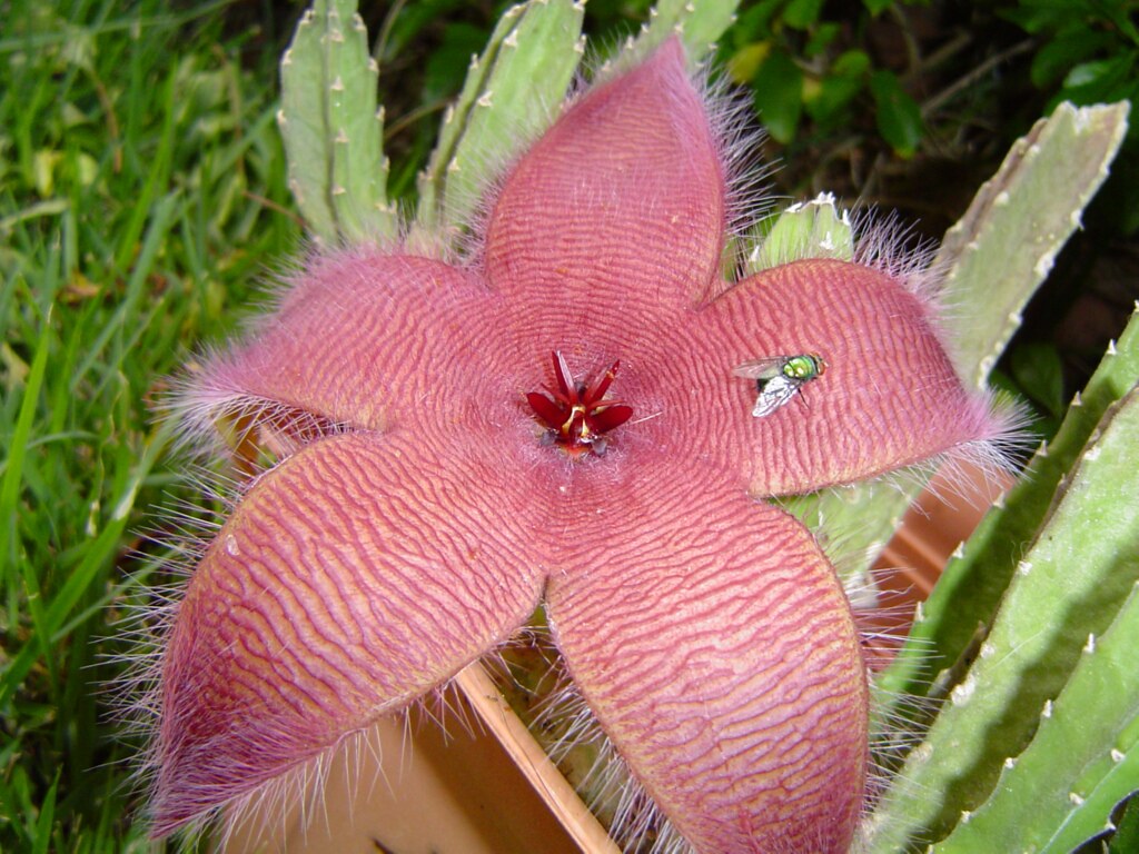 Strange flower | A wierd kind of cactus flower. As you can s… | Flickr