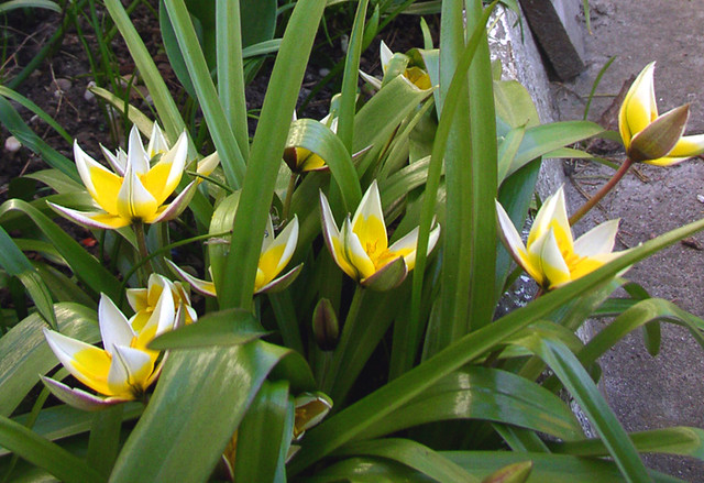 More of the Tarda tulips