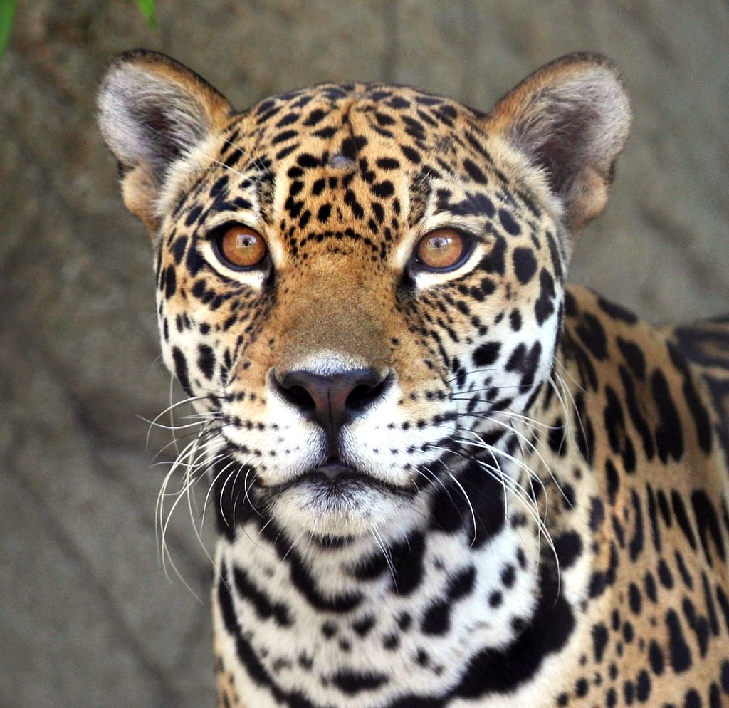 Animals | Flickr