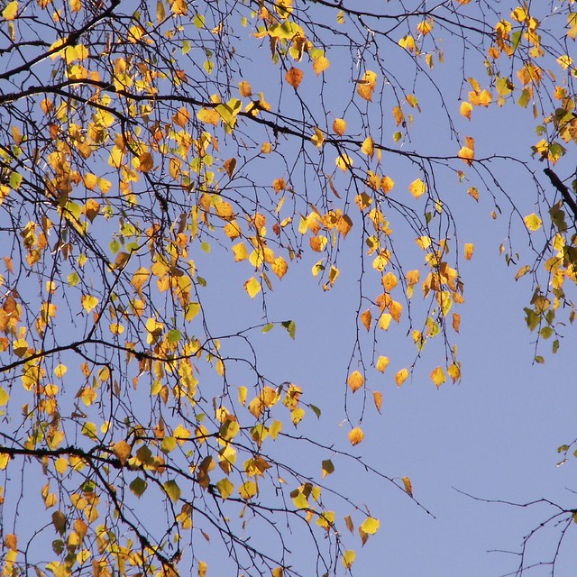 autumn leaves, more than a few