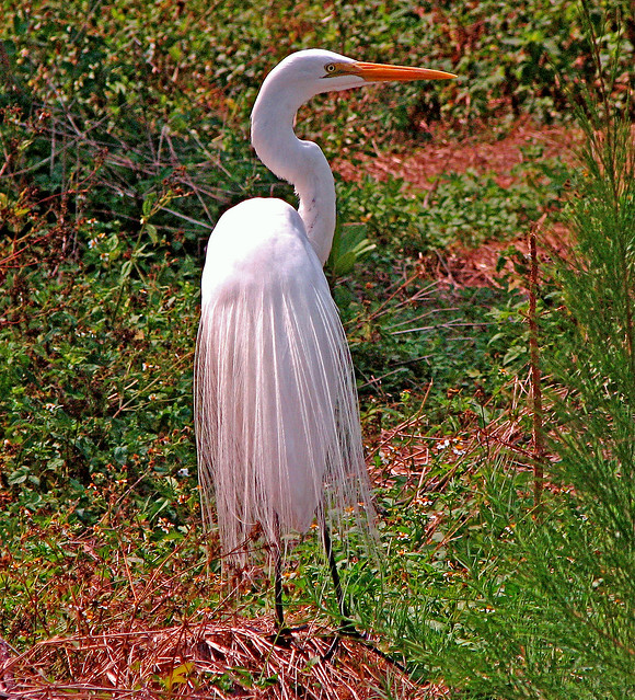 Great Egret standing proud - Saraota, Florida