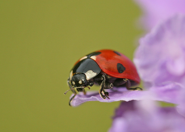 Ladybird perching on a petal