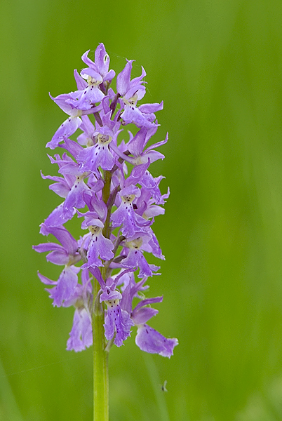 Italy, Orchis Mascula