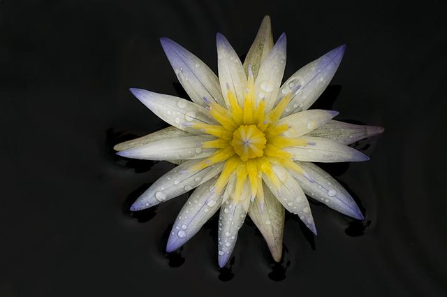 Flor de Loto Blanca / Loto sagrado / Loto / Loto asiático/ Lotus de la India / Rosa del Nilo / Hada de Egipto / Nelumbo nucifera.