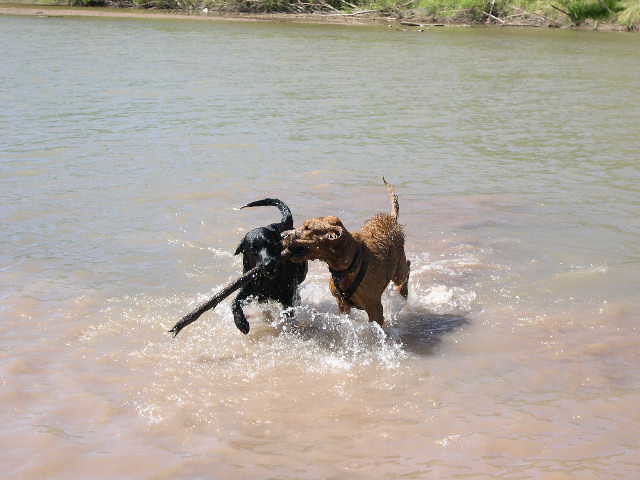 Mira and Wrigs in river