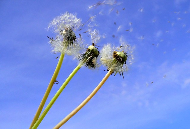 Seeds in the wind