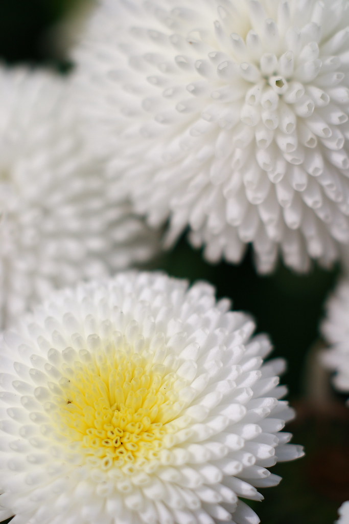 daisy
