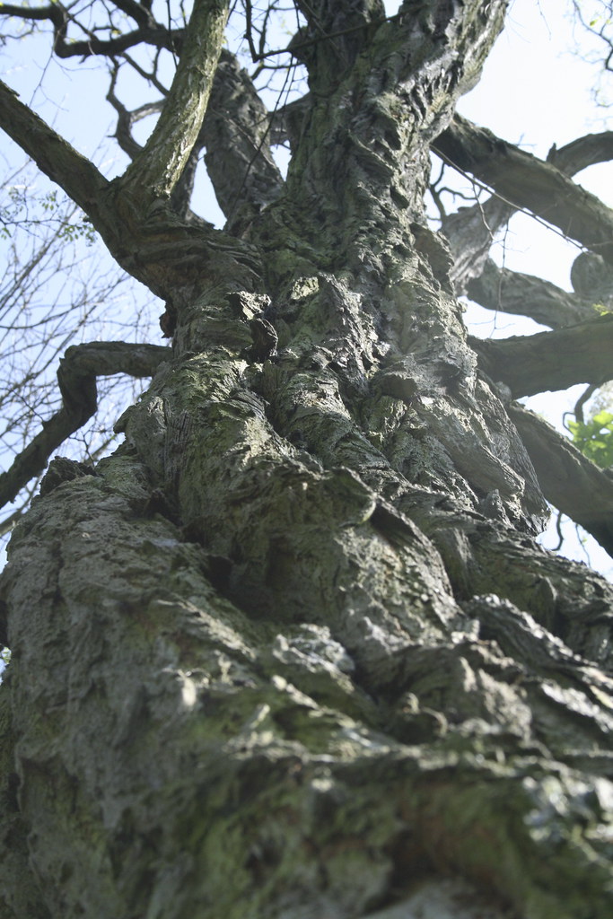 Tentacular Vertigo | Lucy Wayland | Flickr