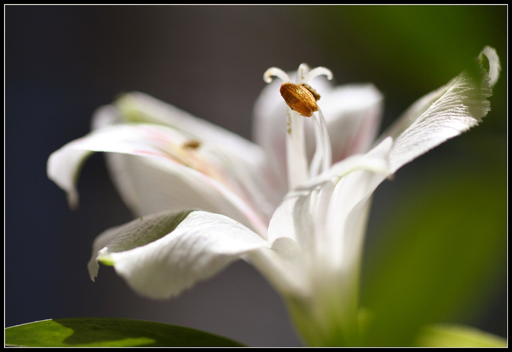White Lily by Brigitte ☆