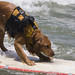 14june2007-surfing-dog-saint-kat