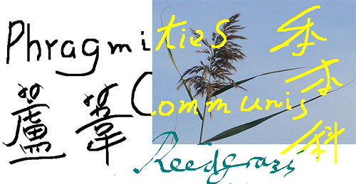 Phragmites communis-label | by oxbelltam