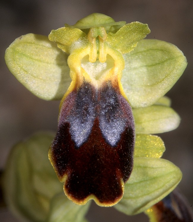 t0301110 | Braune Ragwurz (Ophrys lucifera). Toscana, 17.04.2003