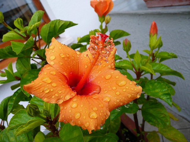 Ibisco sotto la pioggia. Es regnet, Hibiscus under the rain.
