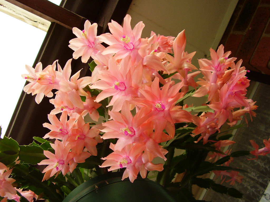 Schlumbergera cactus "Pink heaven" This is mum's "Pink