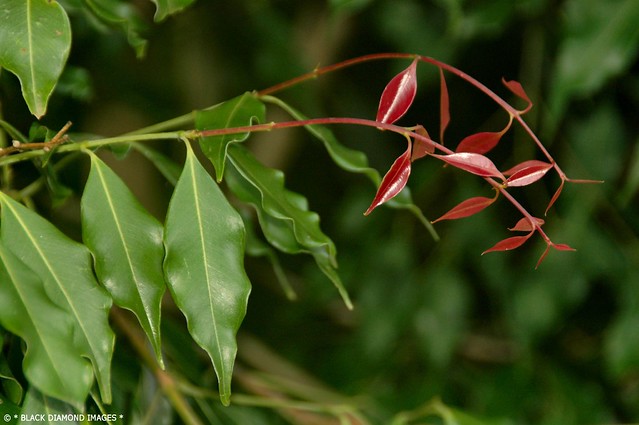 Waterhousea unipunctata (Syzygium unipunctatum) - Roly Poly Satinash