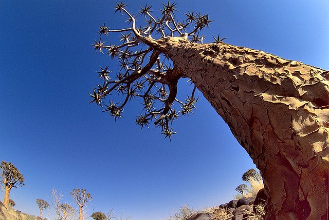 Namibia, quiver trees