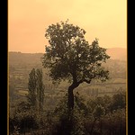 Olive Tree..