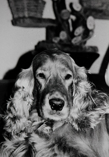 Câmera Canon eos 2000- Filme Neopan ss 100-D-76 5m | by Wilson Pacheco Jr