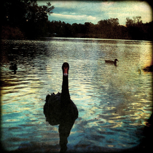 autumn lake canada painterly fall vintage duck swan october weathered stratford textured lakevictoria lowsaturation ttv fakettv nikond40x d40x avertedvision
