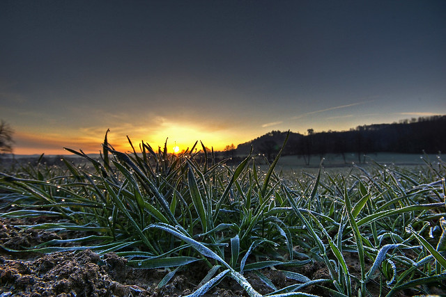 icy grass blades [HDR]