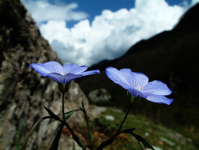 Linum alpinum    Lin des Alpes
