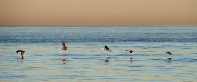Five pelicans at sunset