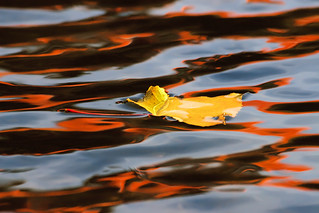 Autumn leaf in the river