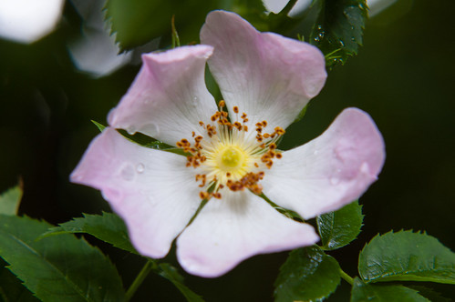 Wild-looking garden rose flowering