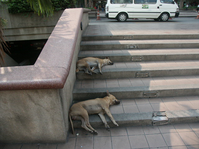 Sleeping Dogs of Bangkok